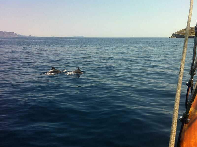 Les dauphins en méditerranée