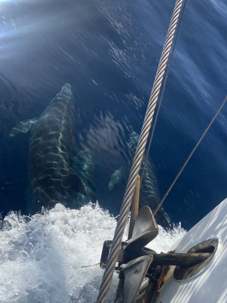 Dauphins croisés en Méditerranée pendant la croisière